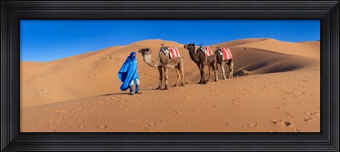 Framed Tuareg man leading camel train in desert, Erg Chebbi Dunes, Sahara Desert, Morocco Print
