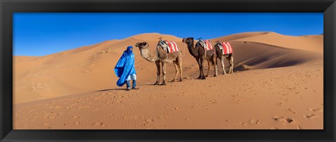 Framed Tuareg man leading camel train in desert, Erg Chebbi Dunes, Sahara Desert, Morocco Print