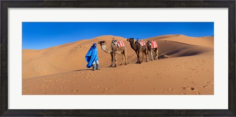 Framed Tuareg man leading camel train in desert, Erg Chebbi Dunes, Sahara Desert, Morocco Print