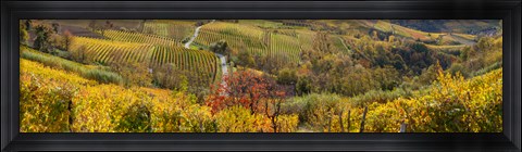 Framed High angle view of vineyards, Alba, Langhe, Cuneo Province, Piedmont, Italy Print