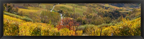 Framed High angle view of vineyards, Alba, Langhe, Cuneo Province, Piedmont, Italy Print