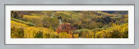Framed High angle view of vineyards, Alba, Langhe, Cuneo Province, Piedmont, Italy Print