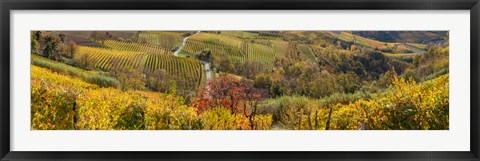 Framed High angle view of vineyards, Alba, Langhe, Cuneo Province, Piedmont, Italy Print