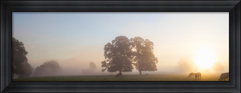 Framed Cattle grazing in field at misty sunrise, USK Valley, South Wales Print