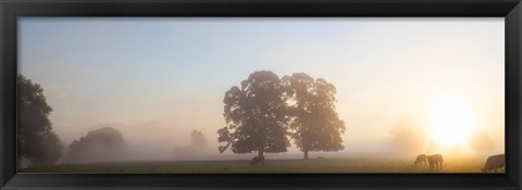 Framed Cattle grazing in field at misty sunrise, USK Valley, South Wales Print