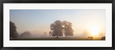Framed Cattle grazing in field at misty sunrise, USK Valley, South Wales Print