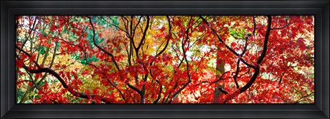 Framed Sunlight Through Autumn leaves, Gloucestershire, England Print