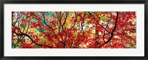 Framed Sunlight Through Autumn leaves, Gloucestershire, England Print