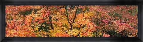 Framed Multi-Colored Autumn Leaves, Gloucestershire, England Print