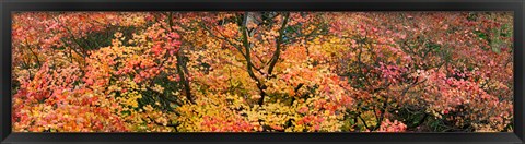 Framed Multi-Colored Autumn Leaves, Gloucestershire, England Print
