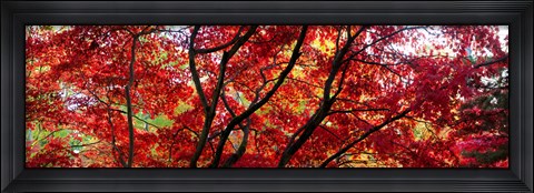 Framed Autumn Leaves, Gloucestershire, England Print