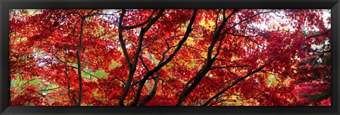 Framed Autumn Leaves, Gloucestershire, England Print