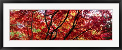 Framed Autumn Leaves, Gloucestershire, England Print