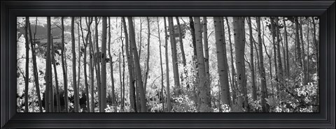 Framed Aspen tree trunks in black and white, Colorado, USA Print