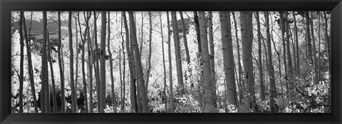 Framed Aspen tree trunks in black and white, Colorado, USA Print