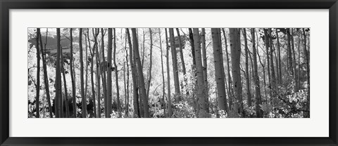 Framed Aspen tree trunks in black and white, Colorado, USA Print