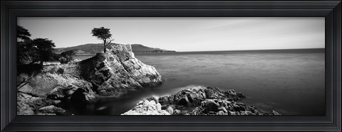Framed Cypress tree at the coast, The Lone Cypress, 17 mile Drive, Carmel, California (black and white) Print