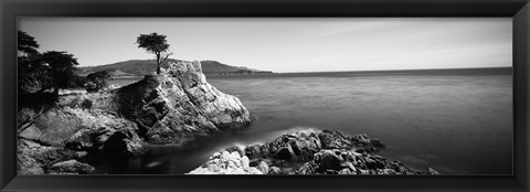 Framed Cypress tree at the coast, The Lone Cypress, 17 mile Drive, Carmel, California (black and white) Print
