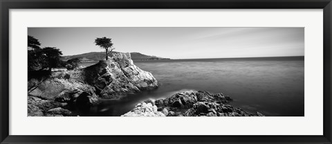 Framed Cypress tree at the coast, The Lone Cypress, 17 mile Drive, Carmel, California (black and white) Print