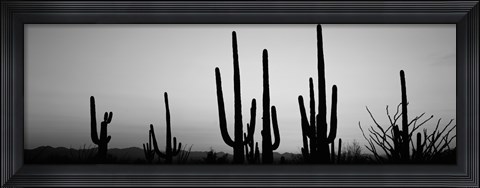 Framed Black and White Silhouette of Saguaro cacti, Saguaro National Park, Arizona Print