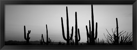 Framed Black and White Silhouette of Saguaro cacti, Saguaro National Park, Arizona Print