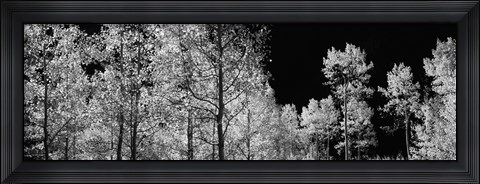Framed Aspen trees with foliage in black and white, Colorado, USA Print