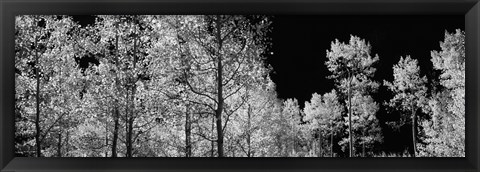 Framed Aspen trees with foliage in black and white, Colorado, USA Print