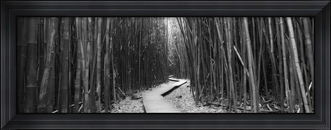 Framed Bamboo forest in black and white, Oheo Gulch, Seven Sacred Pools, Hana, Maui, Hawaii, USA Print