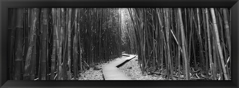 Framed Bamboo forest in black and white, Oheo Gulch, Seven Sacred Pools, Hana, Maui, Hawaii, USA Print