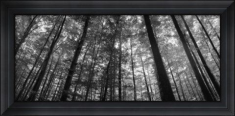 Framed Low angle view of beech trees in Black and White, Germany Print