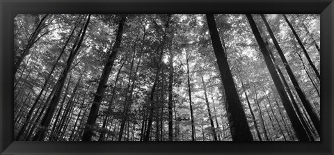 Framed Low angle view of beech trees in Black and White, Germany Print