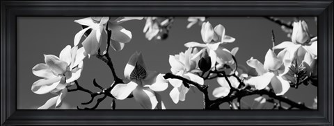 Framed Asian Magnolia Blossoms CA Print