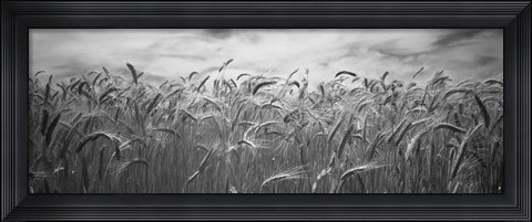 Framed Wheat crop growing in a field, Palouse Country, Washington State (black and white) Print