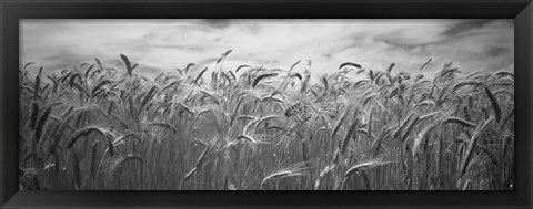 Framed Wheat crop growing in a field, Palouse Country, Washington State (black and white) Print