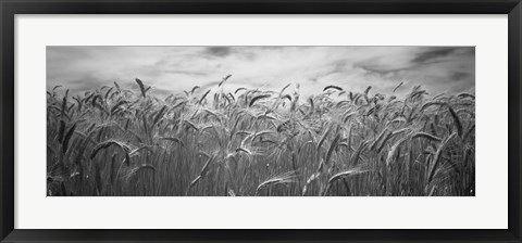 Framed Wheat crop growing in a field, Palouse Country, Washington State (black and white) Print