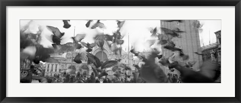 Framed Low angle view of a flock of pigeons, St. Mark&#39;s Square, Venice, Italy Print