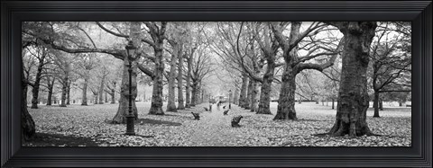 Framed Trees along a footpath in a park, Green Park, London, England (black and white) Print