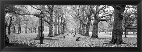 Framed Trees along a footpath in a park, Green Park, London, England (black and white) Print