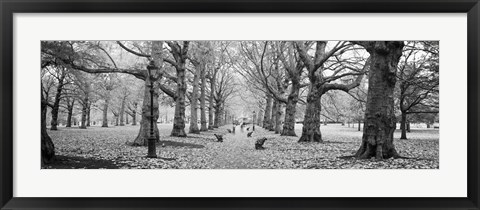 Framed Trees along a footpath in a park, Green Park, London, England (black and white) Print