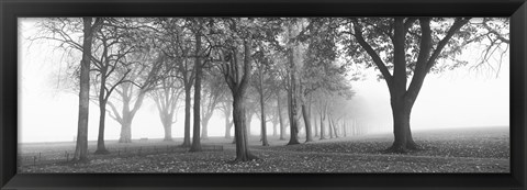 Framed Trees in a park during fog, Wandsworth Park, Putney, London, England (black and white) Print