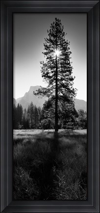 Framed Sun Behind Pine Tree, Half Dome, Yosemite Valley, California, USA Print