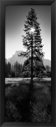 Framed Sun Behind Pine Tree, Half Dome, Yosemite Valley, California, USA Print