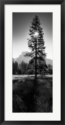 Framed Sun Behind Pine Tree, Half Dome, Yosemite Valley, California, USA Print