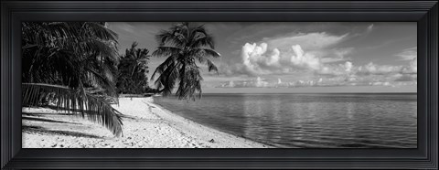 Framed Palm trees on the beach, Matira Beach, Bora Bora, French Polynesia Print
