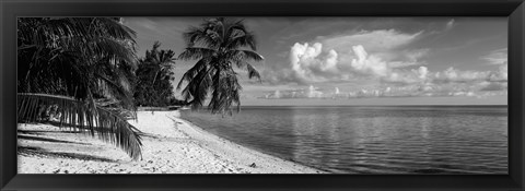 Framed Palm trees on the beach, Matira Beach, Bora Bora, French Polynesia Print