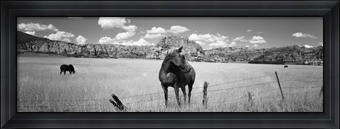 Framed Horses Grazing at Kolob Reservoir, Utah (black &amp; white) Print