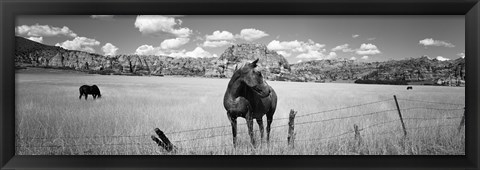 Framed Horses Grazing at Kolob Reservoir, Utah (black &amp; white) Print