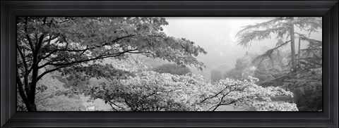 Framed Butchart Gardens, Vancouver Island, British Columbia, Canada (black &amp; white) Print