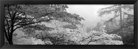 Framed Butchart Gardens, Vancouver Island, British Columbia, Canada (black &amp; white) Print