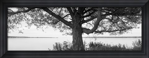 Framed Tree on a Lake, Wisconsin (black &amp; white) Print